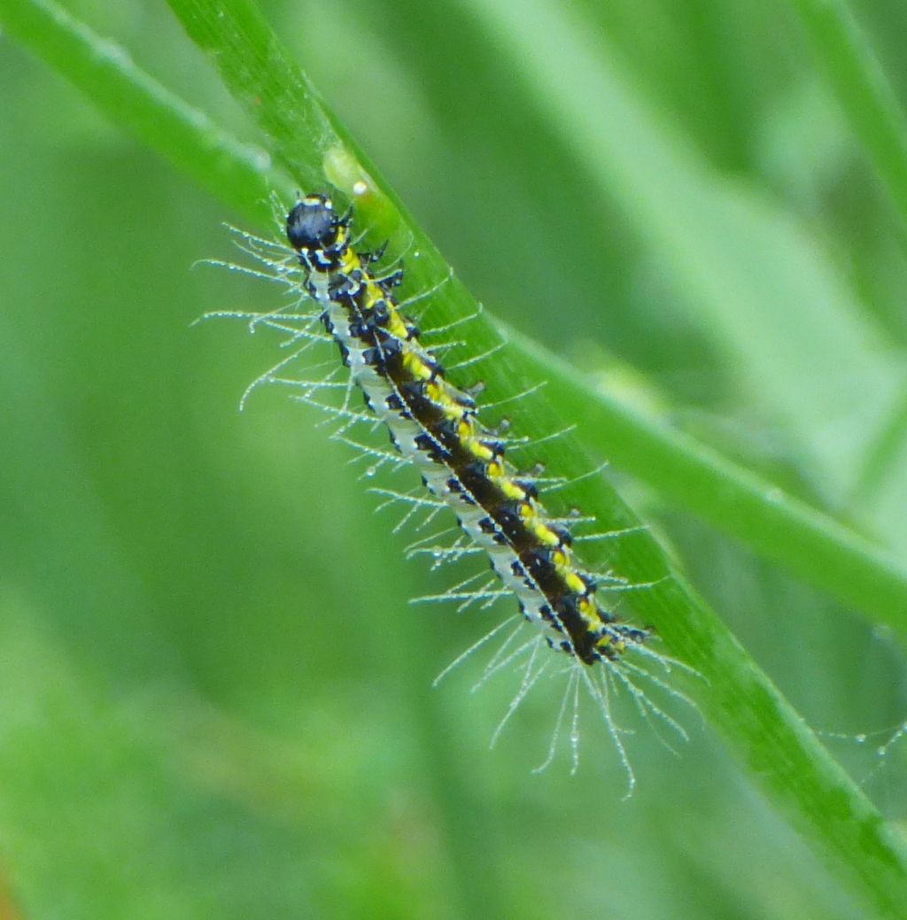 Bruco da identificare: Uresiphita gilvata - Crambidae